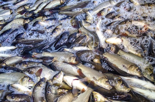 Young carp fish from a fish farm in a barrel are transported for release into the reservoir.