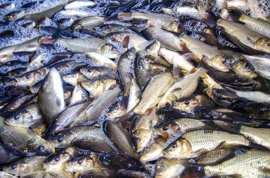 Young carp fish from a fish farm in a barrel are transported for release into the reservoir.