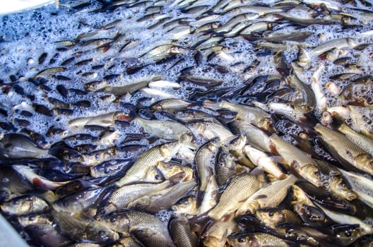 Young carp fish from a fish farm in a barrel are transported for release into the reservoir.