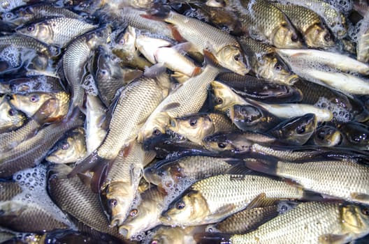 Young carp fish from a fish farm in a barrel are transported for release into the reservoir.