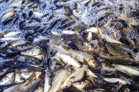 Young carp fish from a fish farm in a barrel are transported for release into the reservoir.