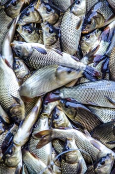 Young carp fish from a fish farm in a barrel are transported for release into the reservoir.