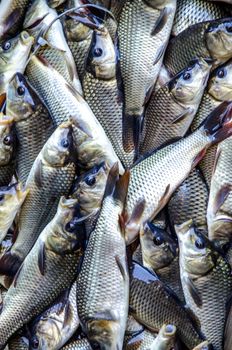 Young carp fish from a fish farm in a barrel are transported for release into the reservoir.