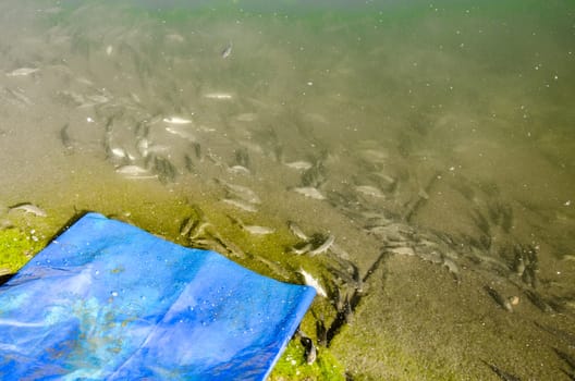 Young carp fish from fish farms released into the reservoir.