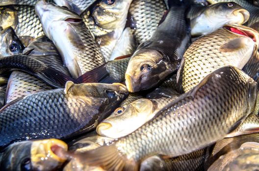 Young carp fish from a fish farm in a barrel are transported for release into the reservoir.