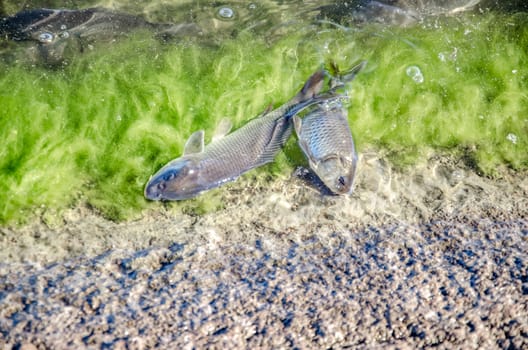 Young carp fish from fish farms released into the reservoir.