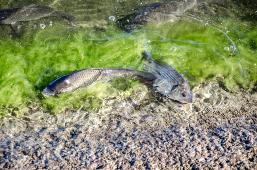 Young carp fish from fish farms released into the reservoir.