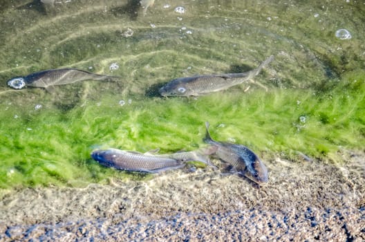 Young carp fish from fish farms released into the reservoir.