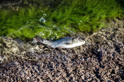 Young carp fish from fish farms released into the reservoir.