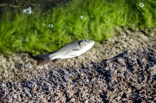 Young carp fish from fish farms released into the reservoir.