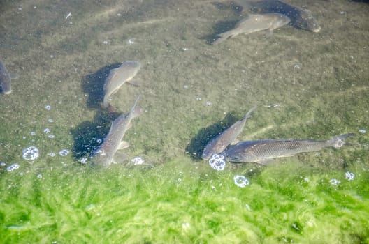 Young carp fish from fish farms released into the reservoir.