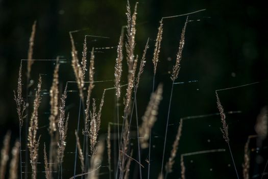 Closeup of grass. Grass with spider web on the background of river. Wild grass. Nature grass near the river in Latvia. Abstract background of grass and river; Wild grass in spring, Latvia. Grass on dark river background.