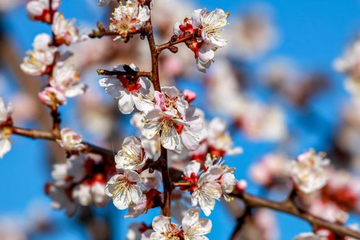 Blooming apricot tree in spring time. Blossoming apricot flowers. Flowering apricot tree in Latvia. Apricot tree flowers in spring time.