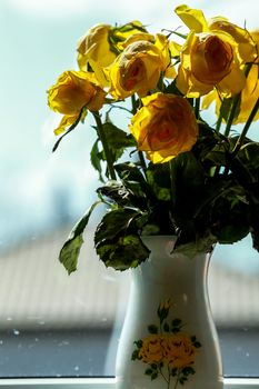 Wilted yellow roses in vase in window light. Vase with yellow roses. Flowers at the window. Yellow roses in vase at the window.