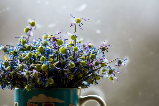 Wilted blue anemones in mug in window light. Mug with withered anemones. Flowers at the window. Withered anemones on gray background.