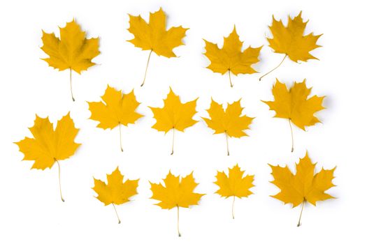 Set of orange autumn maple leaves isolated over white background