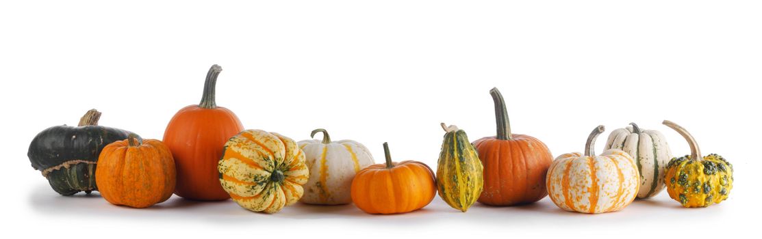 Many various pumpkins isolated on white background , Halloween or Thanksgiving day concept