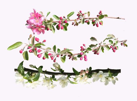 Blossoming fruit branch isolated on light background. Photo of blossoming tree brunch with white and pink flowers Beautiful Cherry.