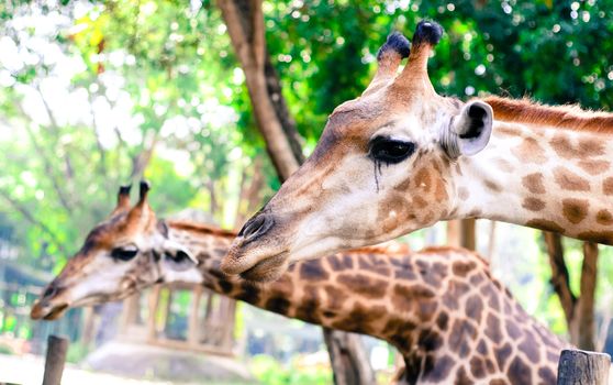 Giraffe eat leaves