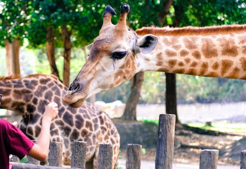 Giraffe eat leaves