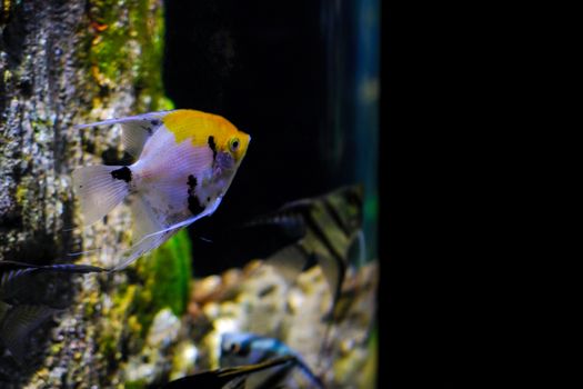 aquarium  fishes in dark deep blue water