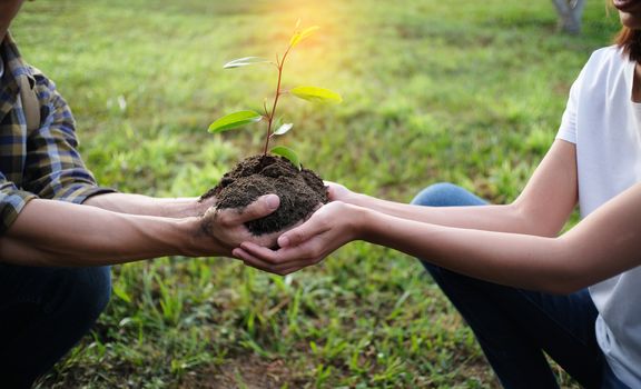 Two hands holding together young of tree. plant growing in nature