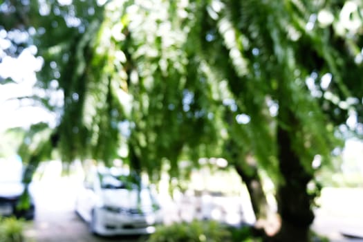 Blurred beautiful nature background blurry of leaf bokeh forest. garden and park with sunlight, use for background with perspective