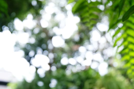 Blurred beautiful nature background blurry of leaf bokeh forest. garden and park with sunlight, use for background with perspective