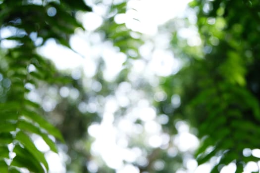 Blurred beautiful nature background blurry of leaf bokeh forest. garden and park with sunlight, use for background with perspective