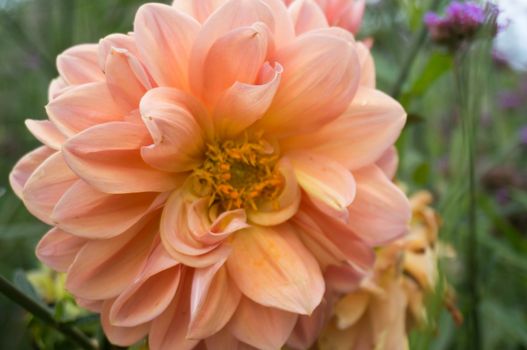 Beautiful of  fresh Dahlia flower. orange flower.