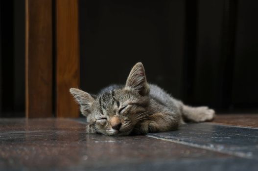 Lazy street little tabby kitten.  Cat  laying on wooden floor with Adorable serious funny face 