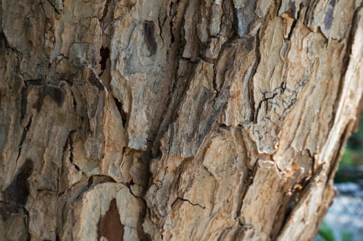 Old natural wooden shabby of tree bark texture use as natural background