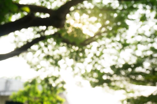 Blurred beautiful nature background blurry of leaf bokeh forest. for background usage .