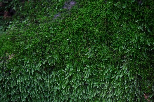 Green moss lichen background texture beautiful in nature with copy space.