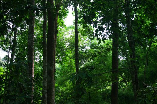 Blurred of beautiful nature Green tree forest background. with copy space.