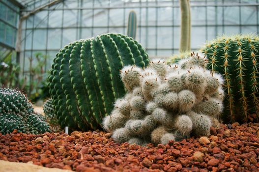 Beautiful succulents and cactus plant in garden