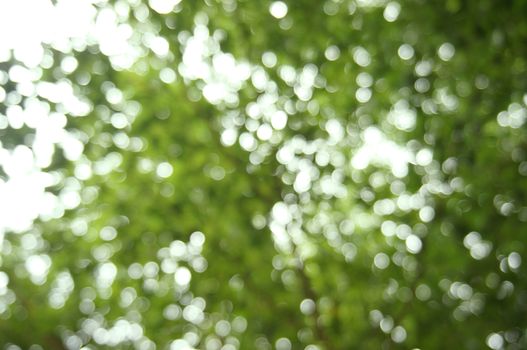 Natural Bokeh green  background with sun light. green bokeh abstract concept.