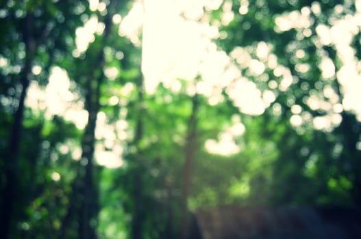 Blurred of beautiful nature Green tree forest background.