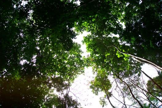 Blurred of beautiful nature Green tree forest background.