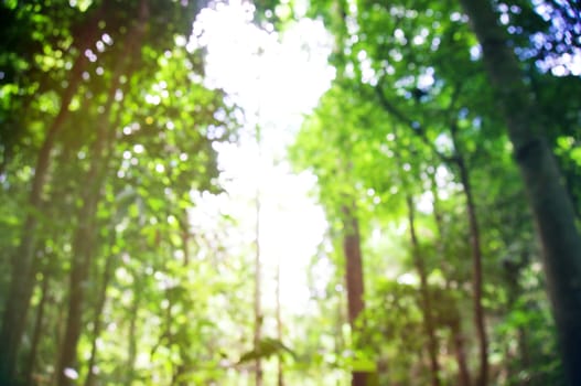 Blurred of beautiful nature Green tree forest background. with copy space.