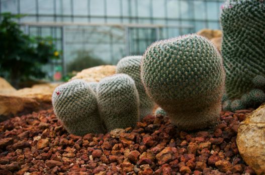 Beautiful succulents and cactus plant in garden