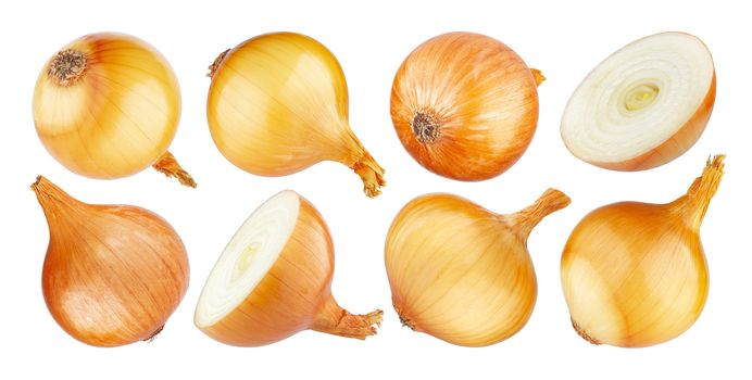 Isolated onion, whole and half of ripe onion on white background with clipping path, collection