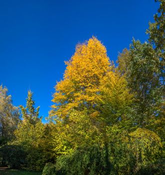 Beautiful autumn trees in Sofiyivka park in the city of Uman, Ukraine