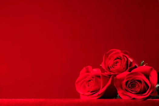 Three Beautiful Red Roses with on red background with copy space