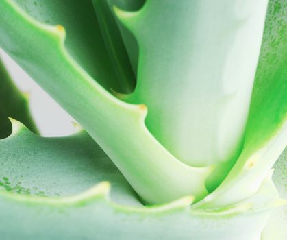 Close-Up Of Aloe Vera Slice On White Background