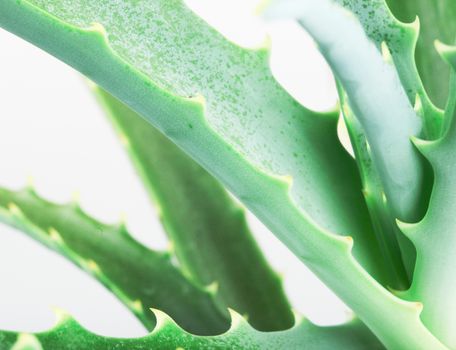 Close-Up Of Aloe Vera Slice On White Background