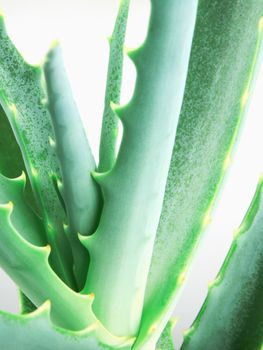 Close-Up Of Aloe Vera Slice On White Background