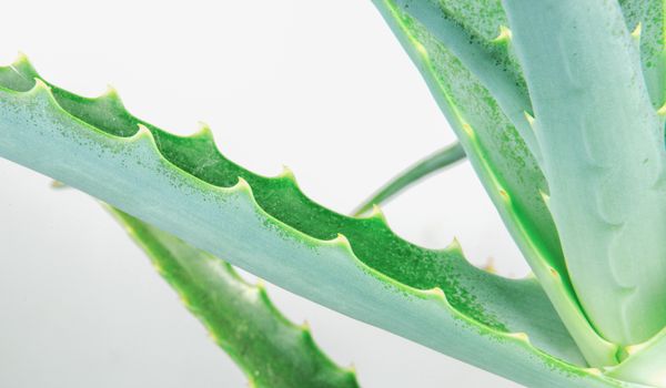 Close-Up Of Aloe Vera Slice On White Background