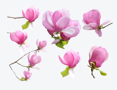 Blossoming magnolia collection isolated on white background. Close-up of blossoming tree brunch with pink flowers Beautiful magnolia tree. 