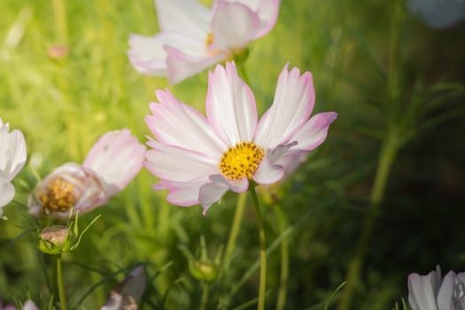 The background image of the colorful flowers, background nature